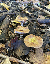 honey mushroom (Armillaria sinapina)