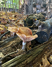 honey mushroom (Armillaria sinapina)