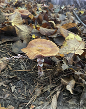 honey mushroom (Armillaria sinapina)