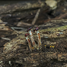 honey mushroom (Armillaria sinapina)