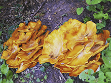 Jack-o’-Lantern Mushroom