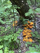 Jack-o’-Lantern Mushroom