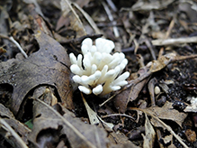 Jellied False Coral Fungus