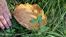 King Bolete