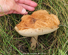 King Bolete