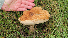 King Bolete