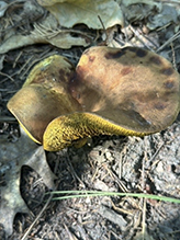 Leathery-veiled Bolete