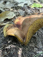 Leathery-veiled Bolete