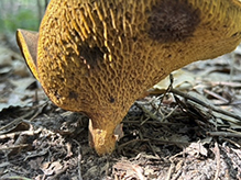 Leathery-veiled Bolete
