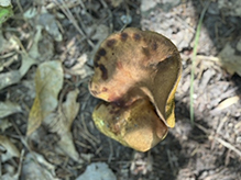 Leathery-veiled Bolete