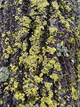 lichen