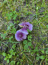 Lilac Fibrecap Lilac Fibrecap