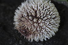 Long-spined Puffball