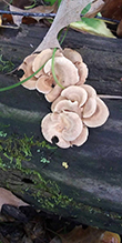 Luminescent Panellus Luminescent Panellus