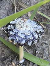 Magpie Inkcap