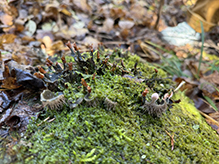 Many-fruited Pelt Lichen