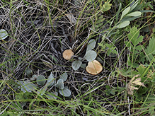 Meadow Waxcap