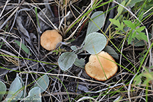 Meadow Waxcap