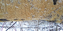 Milk-white Toothed Polypore