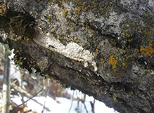 Milk-white Toothed Polypore