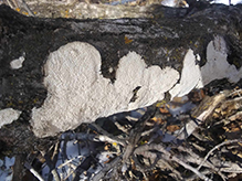 Milk-white Toothed Polypore