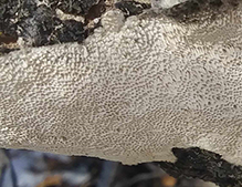 Milk-white Toothed Polypore