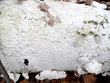 Milk-white Toothed Polypore