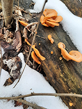 Mock Oyster Mushroom