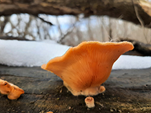 Mock Oyster Mushroom