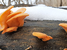 Mock Oyster Mushroom