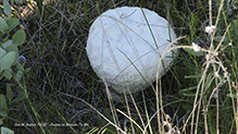 Mosaic Puffball