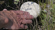 Mosaic Puffball