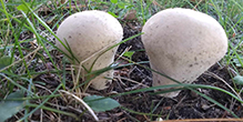 Mosaic Puffball