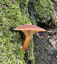 milkcap (Lactarius fragilis)