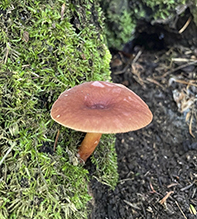 milkcap (Lactarius fragilis)