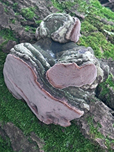 Mushroom, Bracket Fungus, Puffball, or Ally (Class Agaricomycetes)