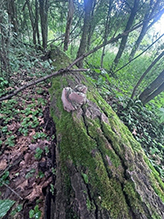 Mushroom, Bracket Fungus, Puffball, or Ally (Class Agaricomycetes)