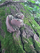 Mushroom, Bracket Fungus, Puffball, or Ally (Class Agaricomycetes)