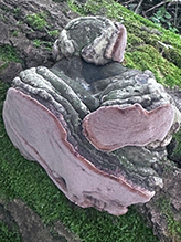 Mushroom, Bracket Fungus, Puffball, or Ally (Class Agaricomycetes)