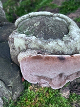 Mushroom, Bracket Fungus, Puffball, or Ally (Class Agaricomycetes)