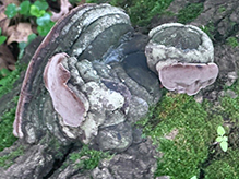 Mushroom, Bracket Fungus, Puffball, or Ally (Class Agaricomycetes)