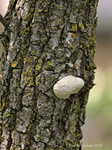 Mushroom, Bracket Fungus, Puffball, or Ally (Class Agaricomycetes)