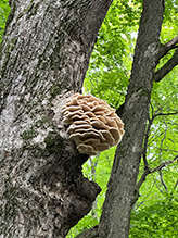 Northern Tooth