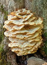 Northern Tooth