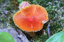 Orange-gilled Waxy Cap
