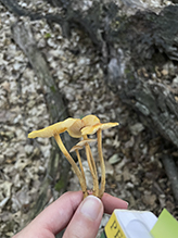 Orange Faint Foot Mushroom