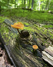 Orange Faint Foot Mushroom