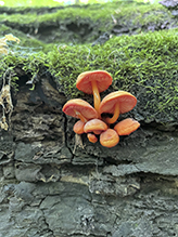 Orange Mycena