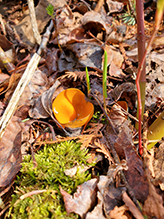 Orange Peel Fungus