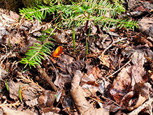 Orange Peel Fungus